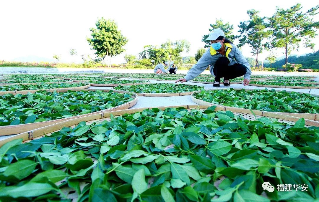 华安：一盏茶的时光