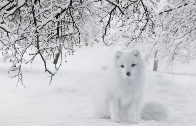 跳水你见过，跳雪你见过吗？北极狐头也太铁