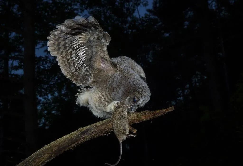 门前猫头鹰晚上老叫是什么征兆,每天晚上有猫头鹰叫有什么预兆