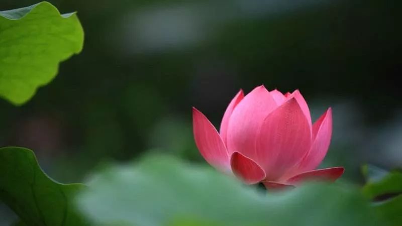 巧妙解读逍遥游,逍遥游深度解读