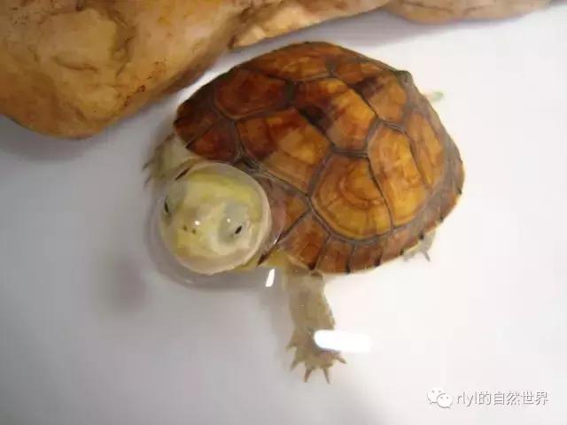 黄喉拟水龟注意事项,黄喉拟水龟种类区别