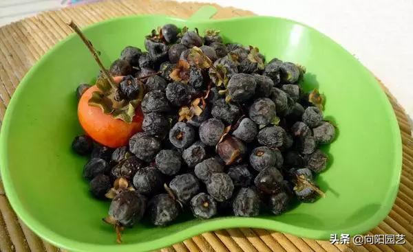 冬季最好吃的鲜枣,什么品种软枣最好吃