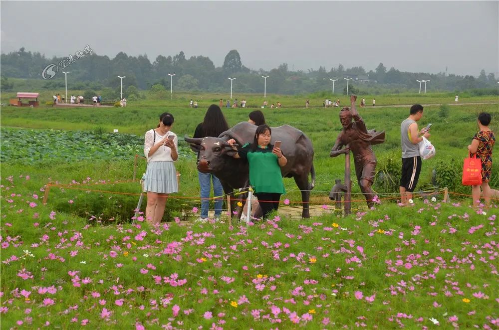 成都空港花田什么时候去最好看,双流空港花田这两天去好耍不