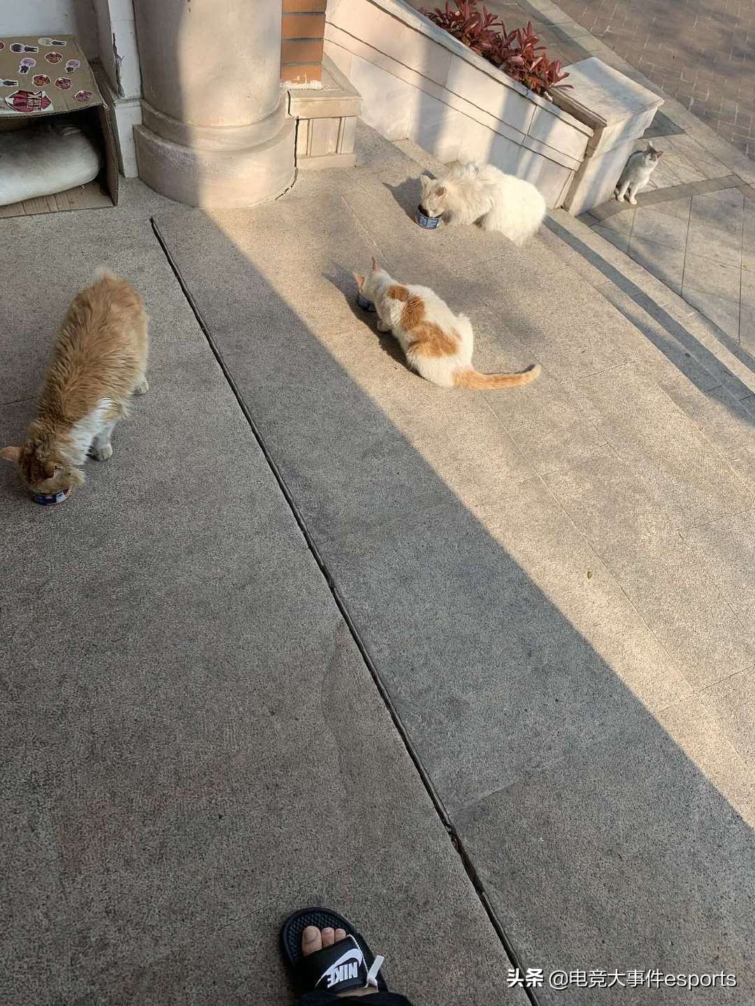 fpx冠军皮肤预览图,fpx冠军皮肤众人评价