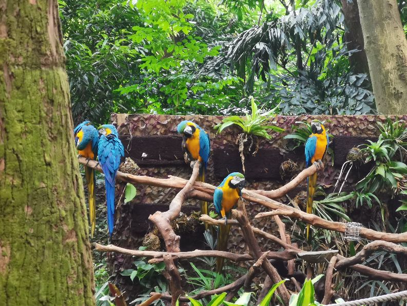 番禺长隆野生动物酒店住宿攻略,广州动物园和长隆野生动物世界