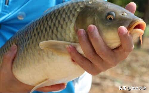 春天鲫鱼和鲤鱼在水里的生活习性,鲤鱼的饲养技术有哪些方法