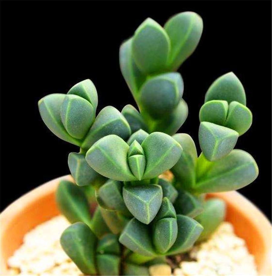 鹿角海棠干瘪怎么办冬天会冻死吗,多肉鹿角开花了怎么办