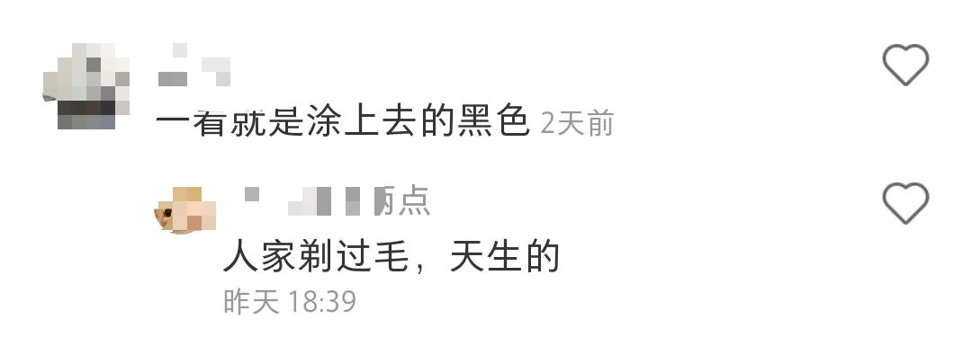 全球罕见足球猫冲上热搜,网友:指定染色!结果......哈哈哈哈