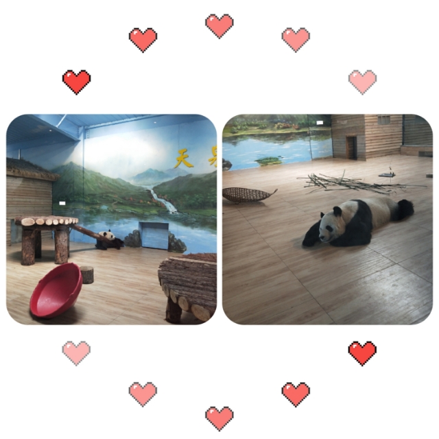 南京紫清湖野生动物世界春节,紫清湖野生动物世界飞越金陵