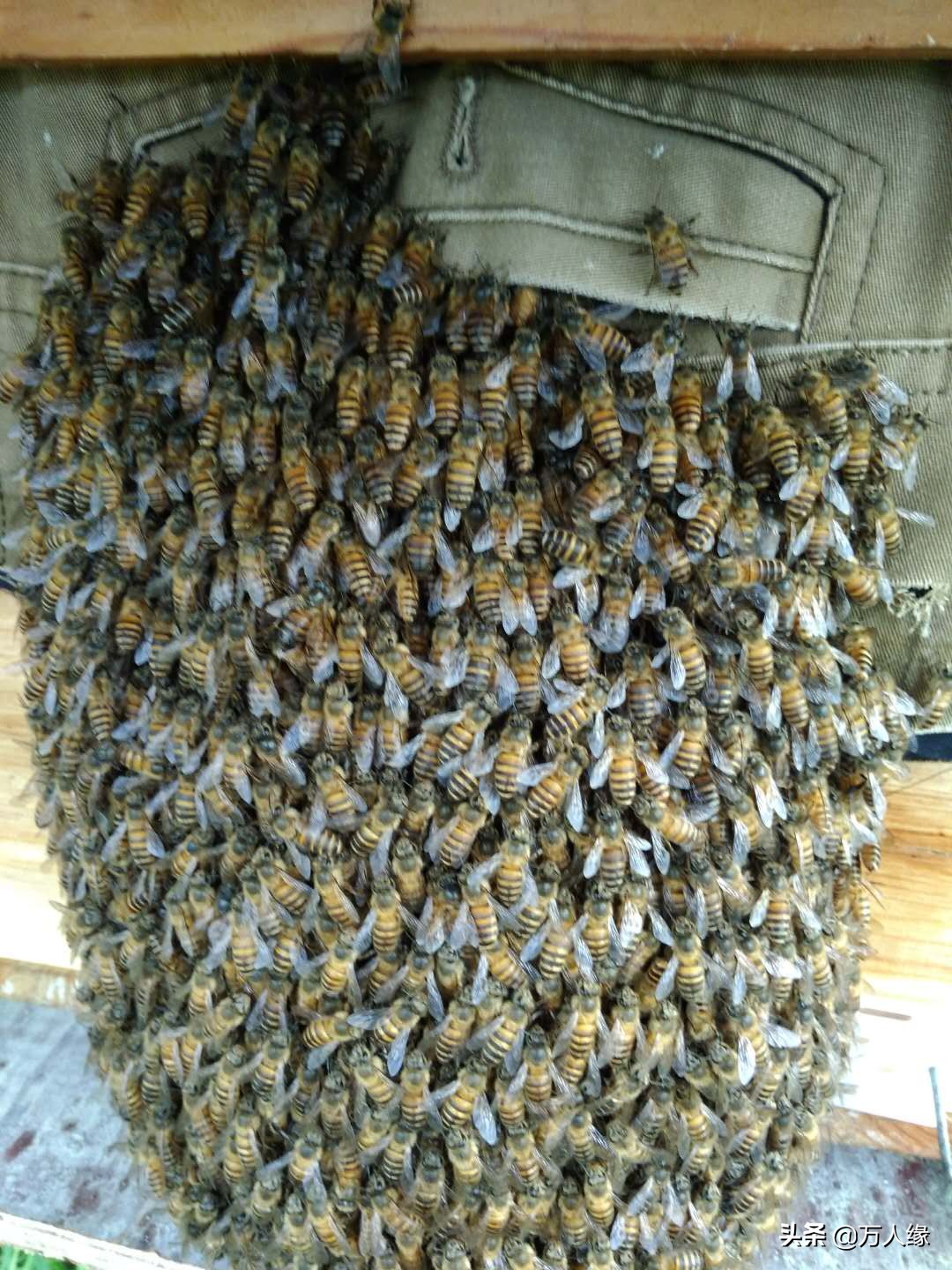 你知道蜜蜂一生要经历几个过程吗,蜜蜂的一生都在干些什么