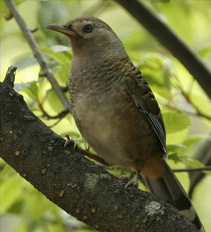 东江揽胜,惠州淡水常见鸟类图谱