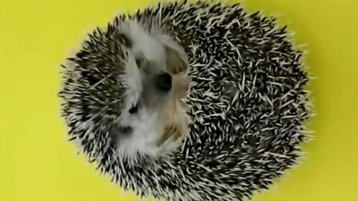 世嘉索尼克各种版本,索尼克与世嘉的主机