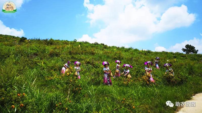 助农团团最新视频,助农团团印江