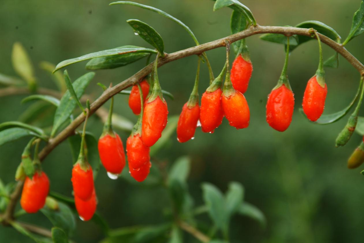 宁夏头茬枸杞价格,头茬枸杞子宁夏特级