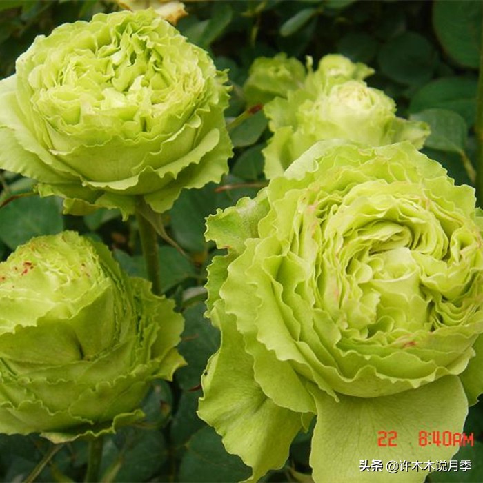 切花大全100种,鲜花大全50种花的花语