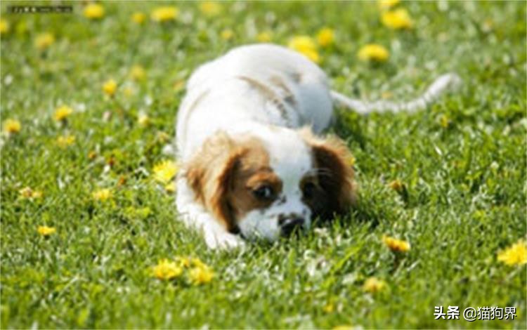 短毛的狗掉毛厉害吗,短毛掉毛少的狗