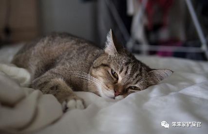 猫咪总是抽搐癫痫怎么回事呢,猫咪做梦抽搐和抽搐的区别