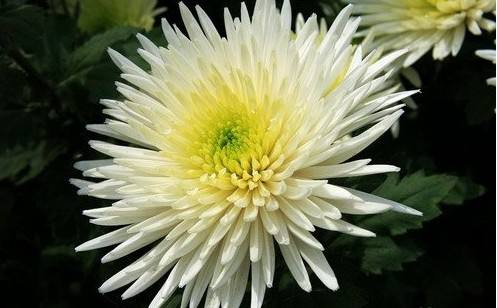 菊花常见病虫害及防治技术,什么菊花四季开花无病虫害