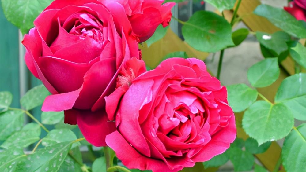 送的玫瑰花和月季一样吗,送玫瑰和月季代表什么