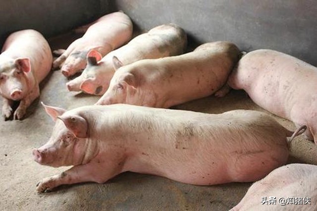 为什么养猪人都爱养“二元母猪”?它的优点其他*猪种**代替不了
