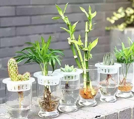 好养又好看的水培植物,百搭的水培花卉