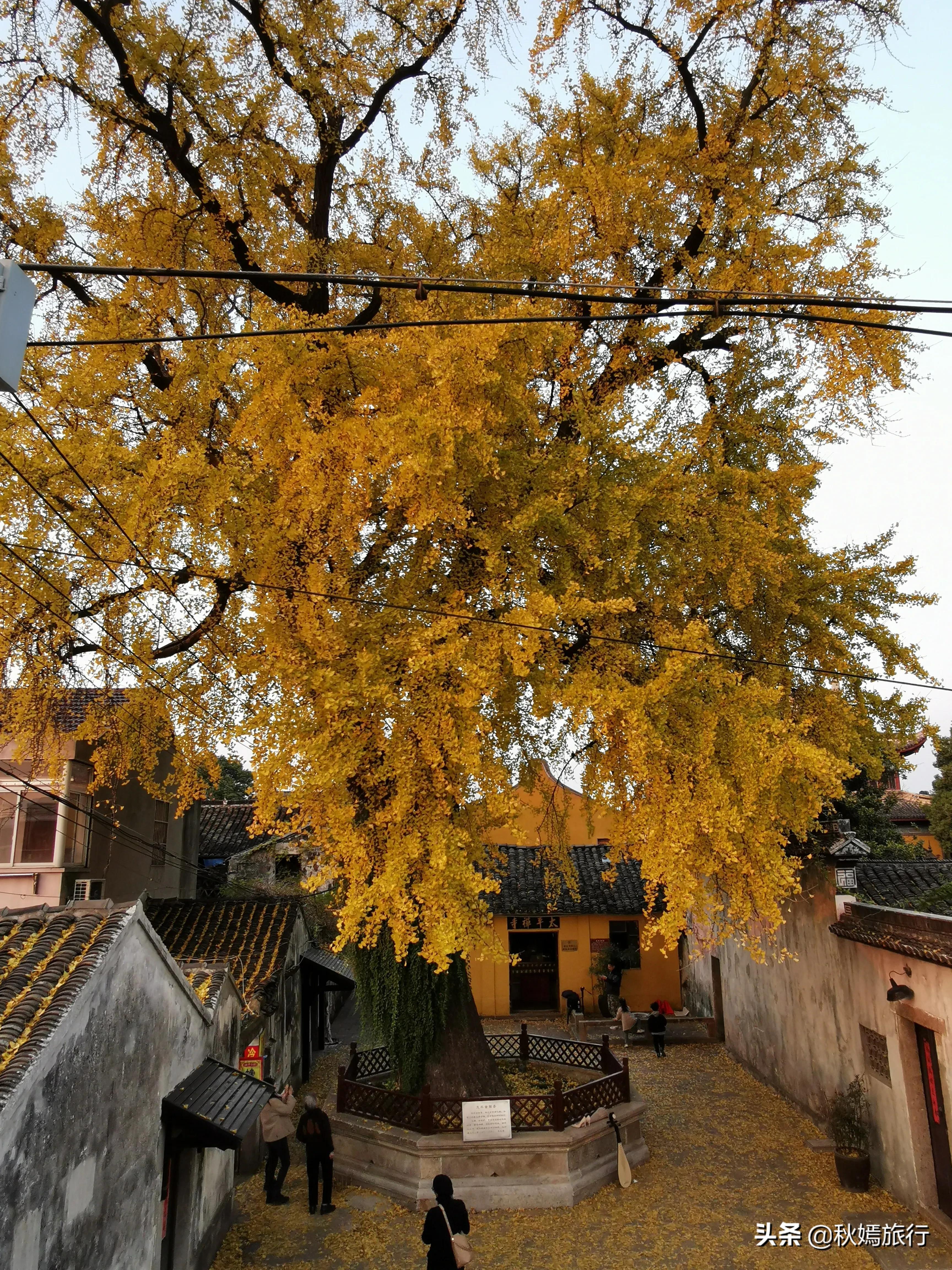 相城区北桥镇千年银杏树,苏州相城银杏打卡
