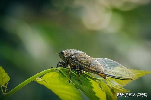 虞世南写蝉的诗隐藏了怎样的故事,虞世南借蝉或托物言志的诗句