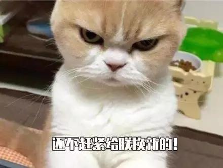 猫咪突然不爱吃猫粮了是怎么回事,猫咪突然不爱吃东西是什么原因