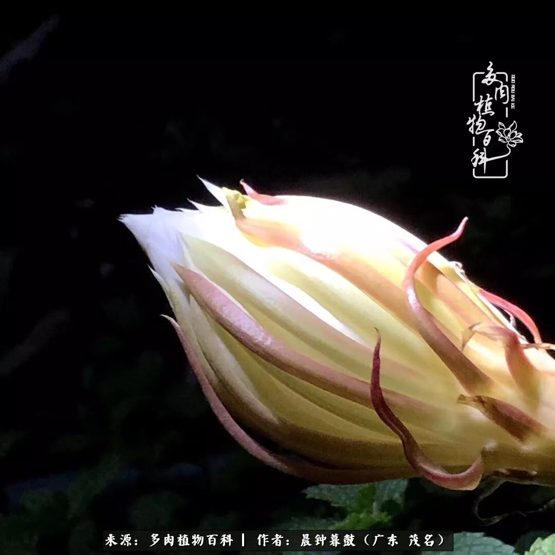 轻轻地告诉你，我的多肉也曾美过，不信你看看