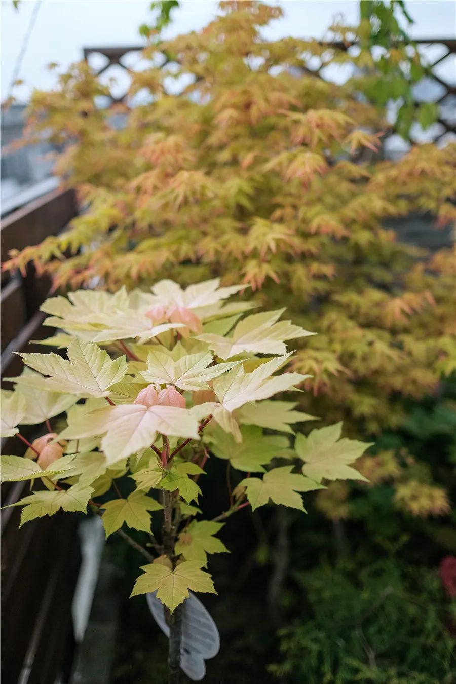 怎样打造露台花园,简单露台花园打造方法