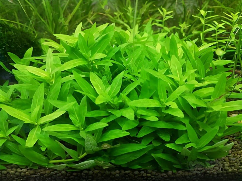 鱼缸养什么水草好养能净化水质,适合新手在鱼缸中养殖的水草