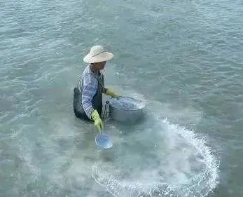 鱼塘里面有红色的水锈怎么治理,鱼塘水面生红锈有什么办法