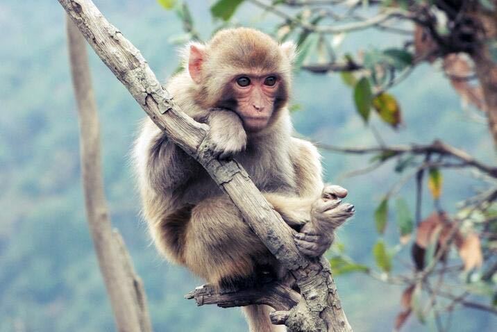 猴子抓伤超24小时打疫苗管用不,被猴子抓了用打疫苗么