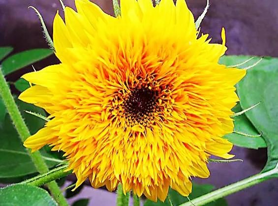 向日葵种子什么品种最好,向日葵哪种是可食用品种