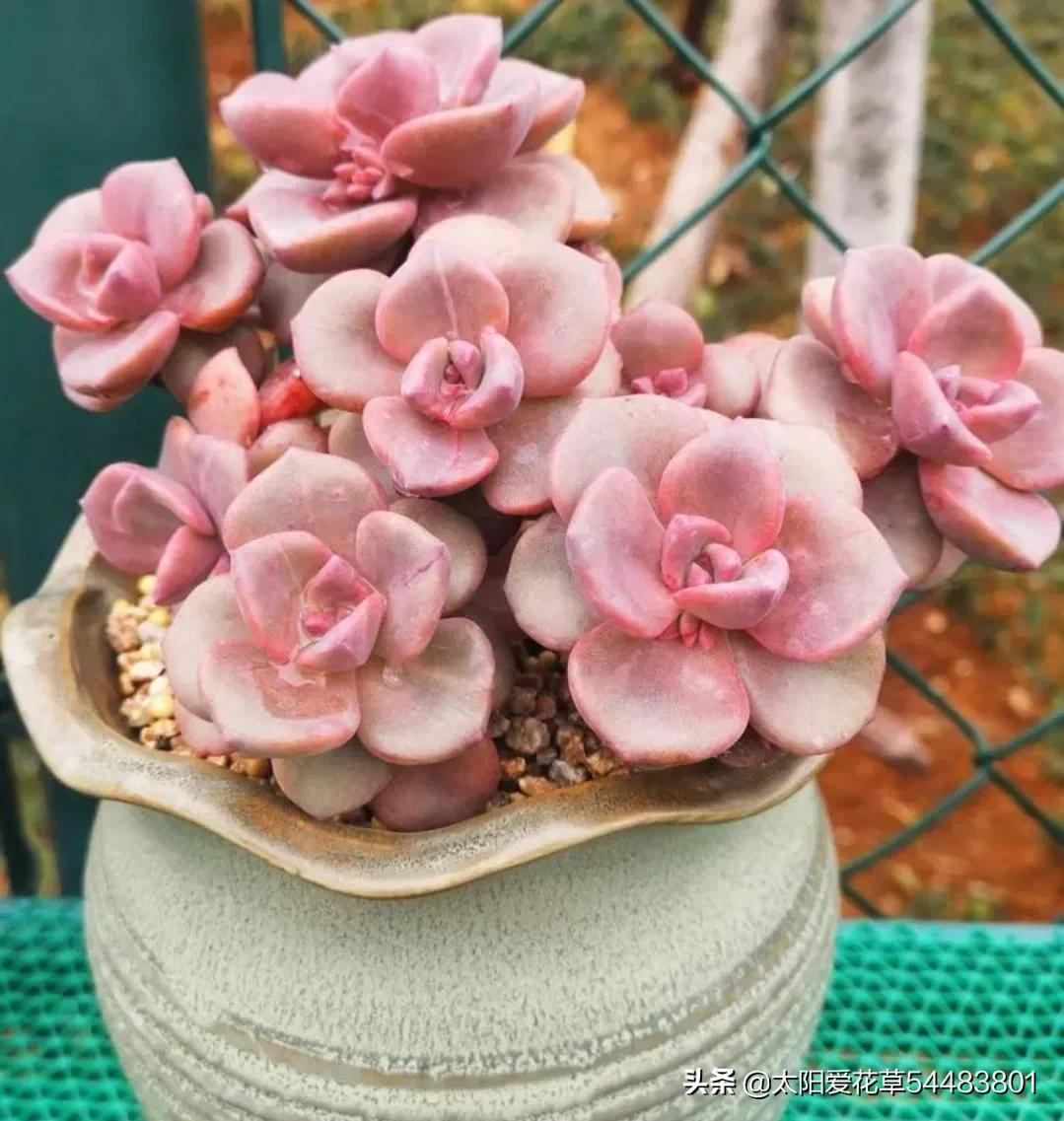 多肉小彩虹糖 (多肉糖果火祭)