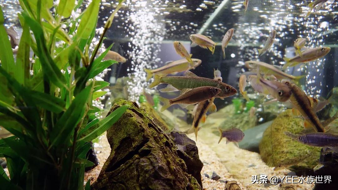 配一套一米的鱼缸多少钱,弄一个鱼缸大概需要多少钱