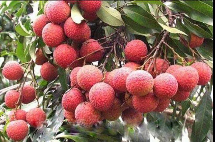 一骑红尘妃子笑的荔枝来自哪里,红尘妃子笑无人知是荔枝来下一句