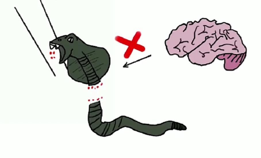 黑龙江省女子与蛇相处15年,黑龙江一女子与蛇共处十几年