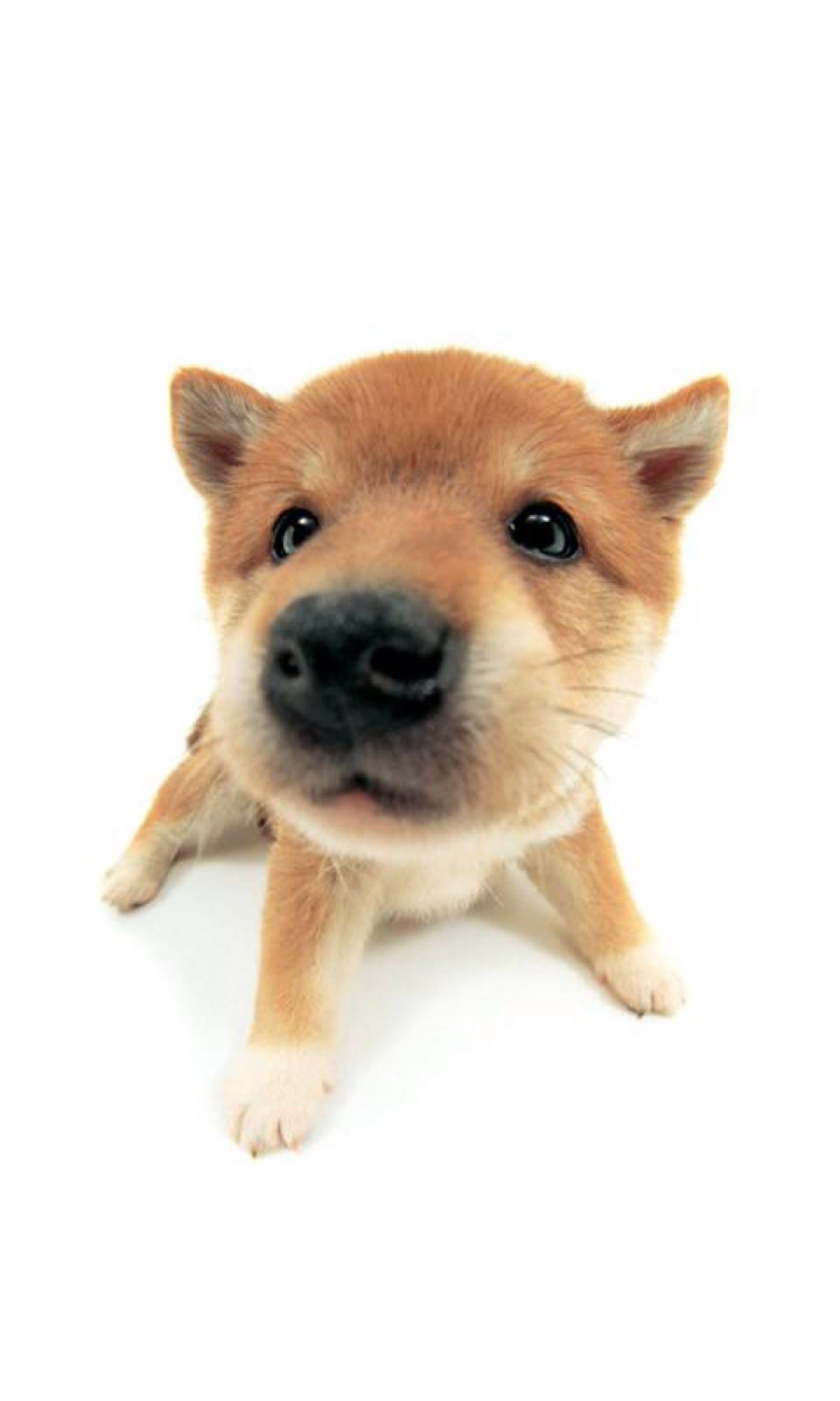 宠物医生在宠物医院看病,宠物医生告诉你该怎么办