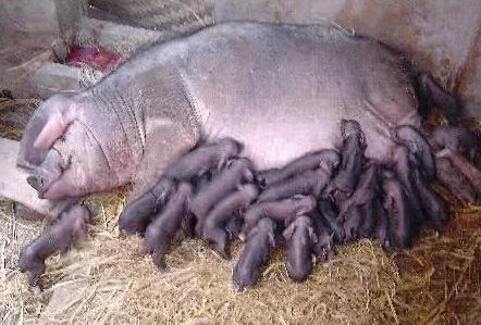 母猪产仔过多要怎样养活,提高母猪产仔成活率论文