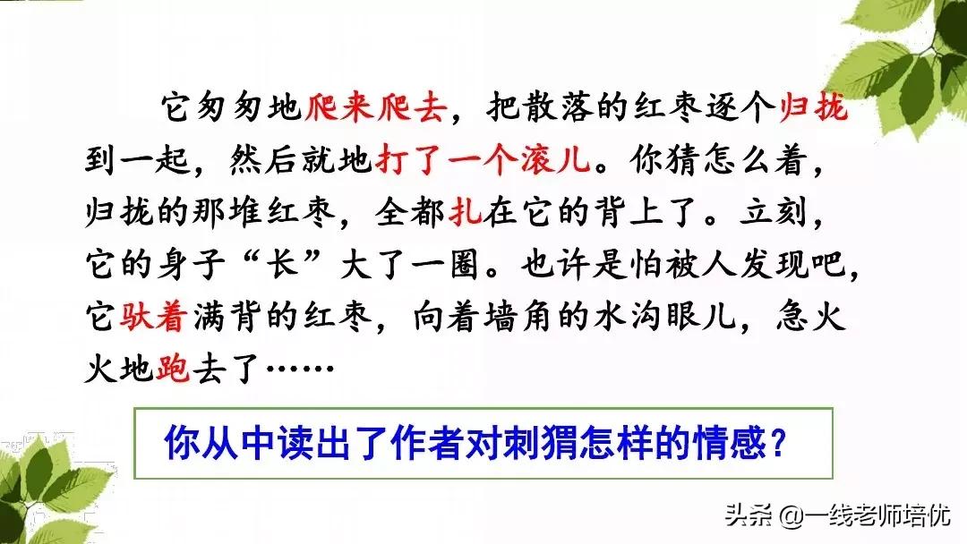三年级语文带刺的朋友课堂笔记,带刺的朋友三年级上册