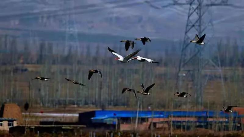 朔州：鹈鹕惊现东榆林