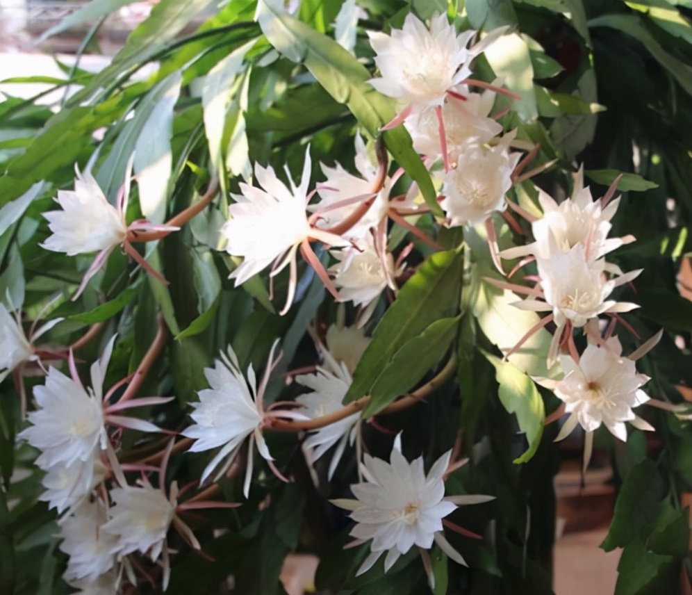 昙花只长杆不长叶怎么办,昙花怎么养才不会开花