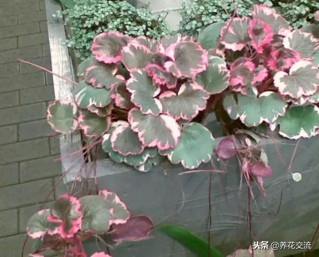 耐阴又耐旱的好养花草,种植什么能遮阴