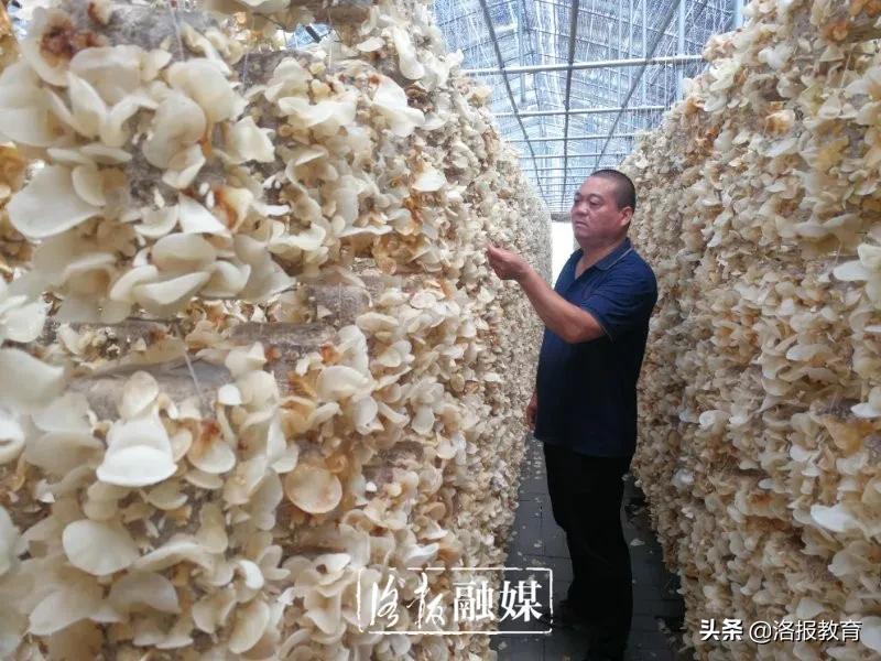 好家伙！洛阳一农企种出白木耳中的“白富美”，销往韩国加工成