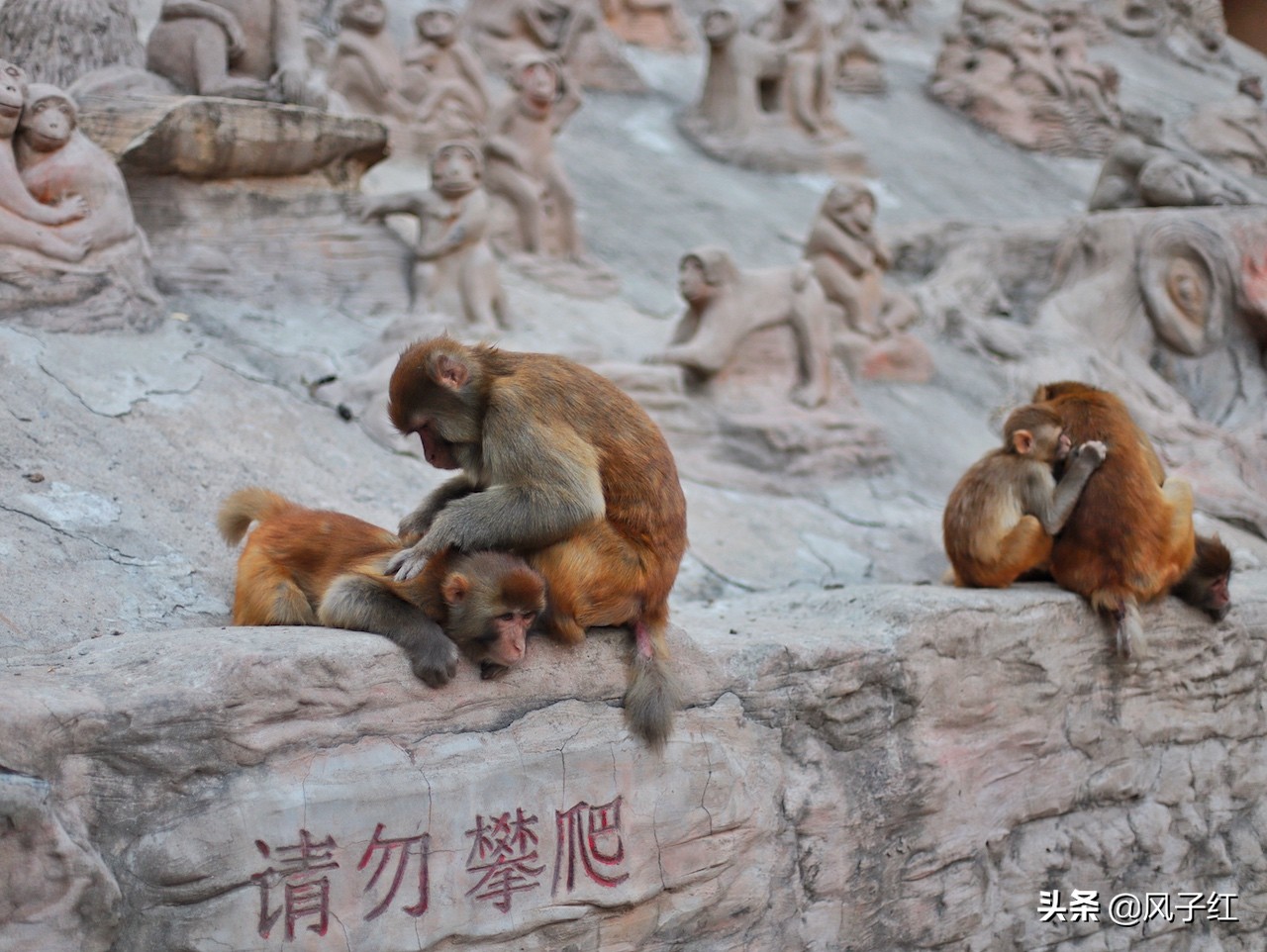中国哪里的野生猕猴多,河南野生猕猴