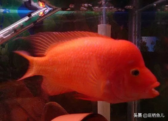 水族界的平头哥,鱼缸界平头哥