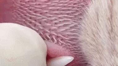 猫咪舌头上的“倒刺”其实是吸管？