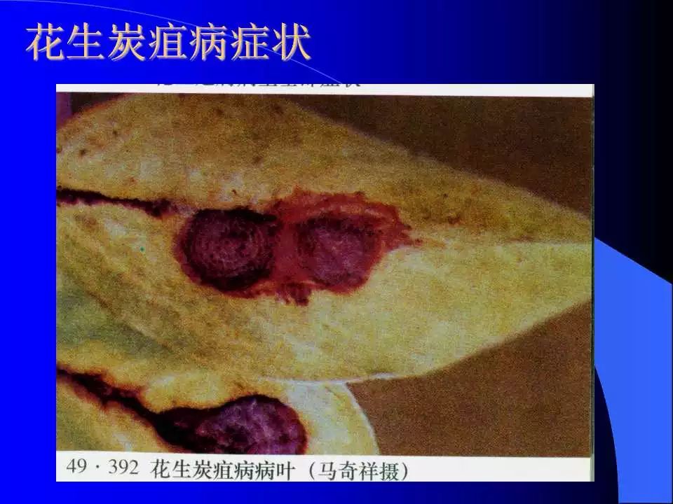 如何识别植物炭疽病和叶斑病,植物炭疽病的介绍