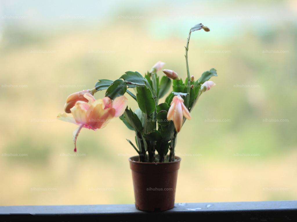 蟹爪兰开花后怎么处理教程,蟹爪兰快开花了能浇营养液吗